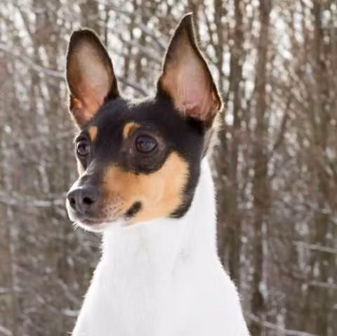 Fritzfox Something Special - George — Toy Fox Terrier Fritzfox Something Special - George, a Male Toy Fox Terrier registered with United Pet Club