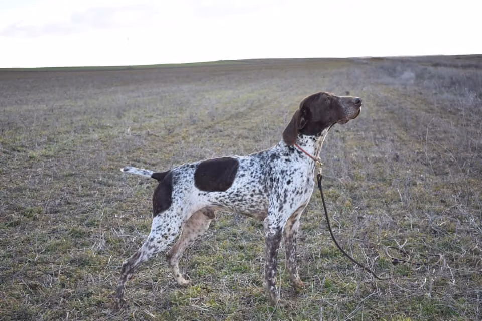 Jaguar de Sopalmo, a Male Német rövidszőrű vizsla registered with United Pet Club
