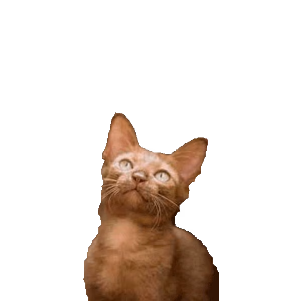 Wila Krungthep — a Medium, Affectionate Cat breed