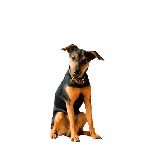 Jagdterrier — rasa Pies: Mały i Odważny