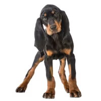 Black and tan coonhound — rasa Pies: Duży i Zrównoważony