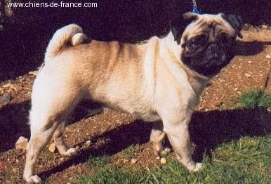 olaf du palais imperial, a Самец Мопс registered with United Pet Club