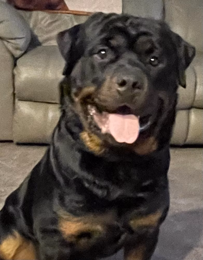Rip Dutton, a نر روتوایلر registered with United Pet Club