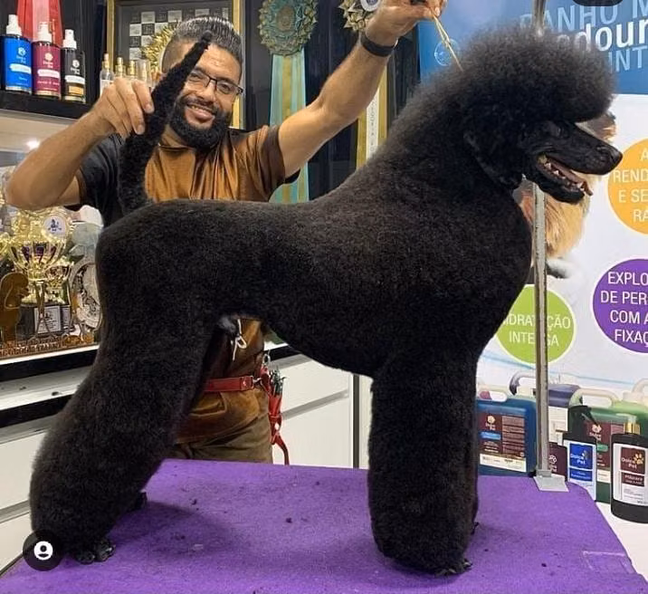 Pegasus Quindim, a Macho Caniche (Estándar) registered with United Pet Club