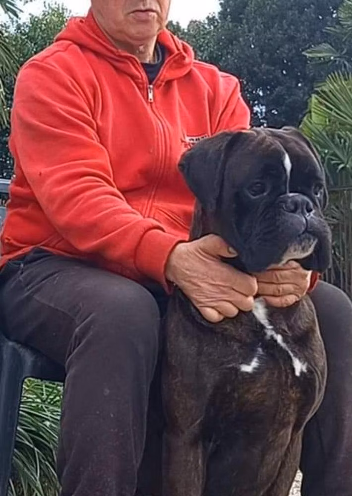 Vittorio degli Scrovegni, a Samec Boxer registered with United Pet Club