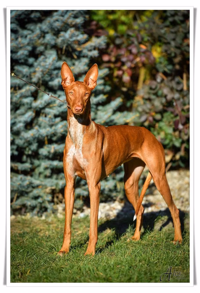Cava Whispering Sand, a Female Pharaoh Hound registered with United Pet Club