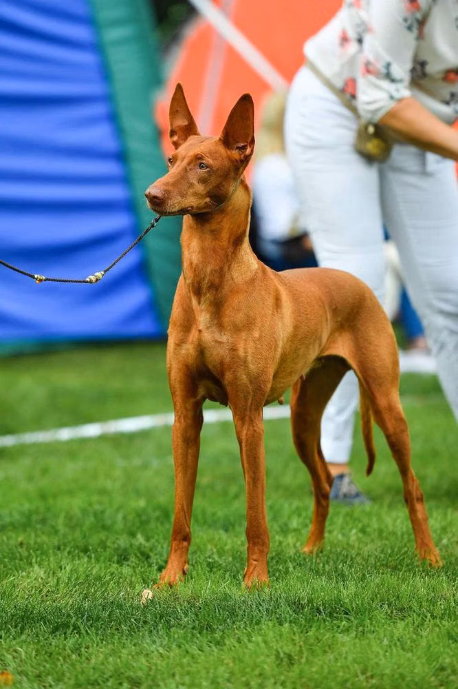 Farao Anubis Infra Red, a Female Pharaoh Hound registered with United Pet Club