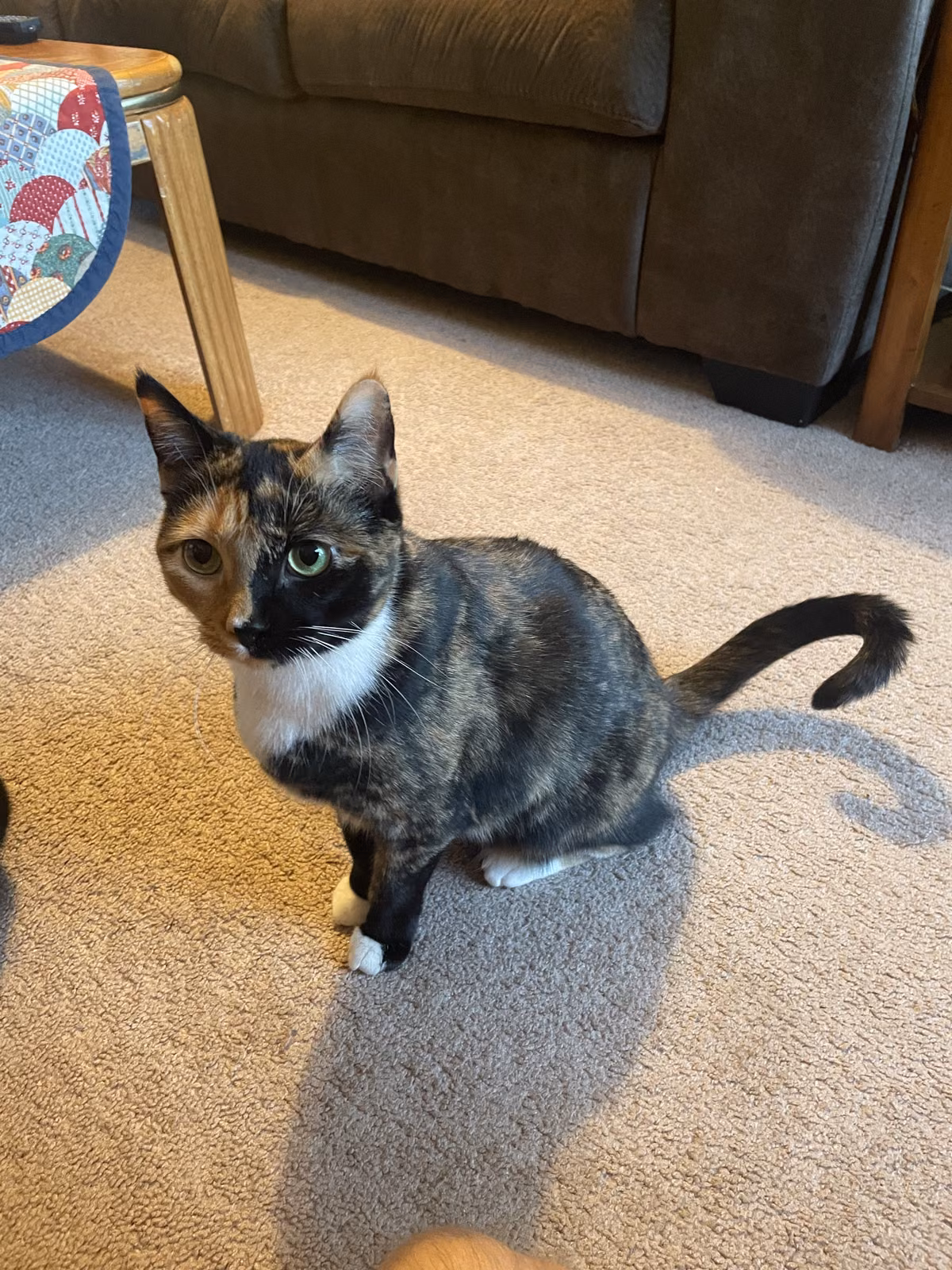 Dr. Pepper — Мешанац (мачка) Dr. Pepper, a Female Мешанац (мачка) registered with United Pet Club