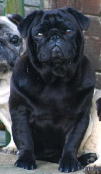 berlioz de l'ere meiji, a Samec Mops registered with United Pet Club