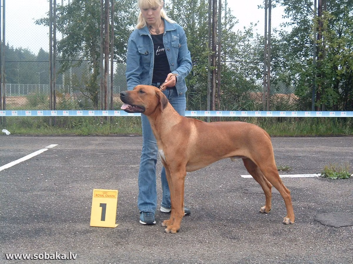 Akimbo Abusimbel Clever Brave, a Samiec Rhodesian ridgeback registered with United Pet Club