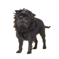 Affenpinscher