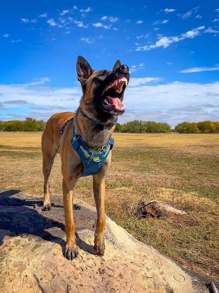 Lykos’ As Soon as Possible, a Macho Pastor Belga Malinois registered with United Pet Club