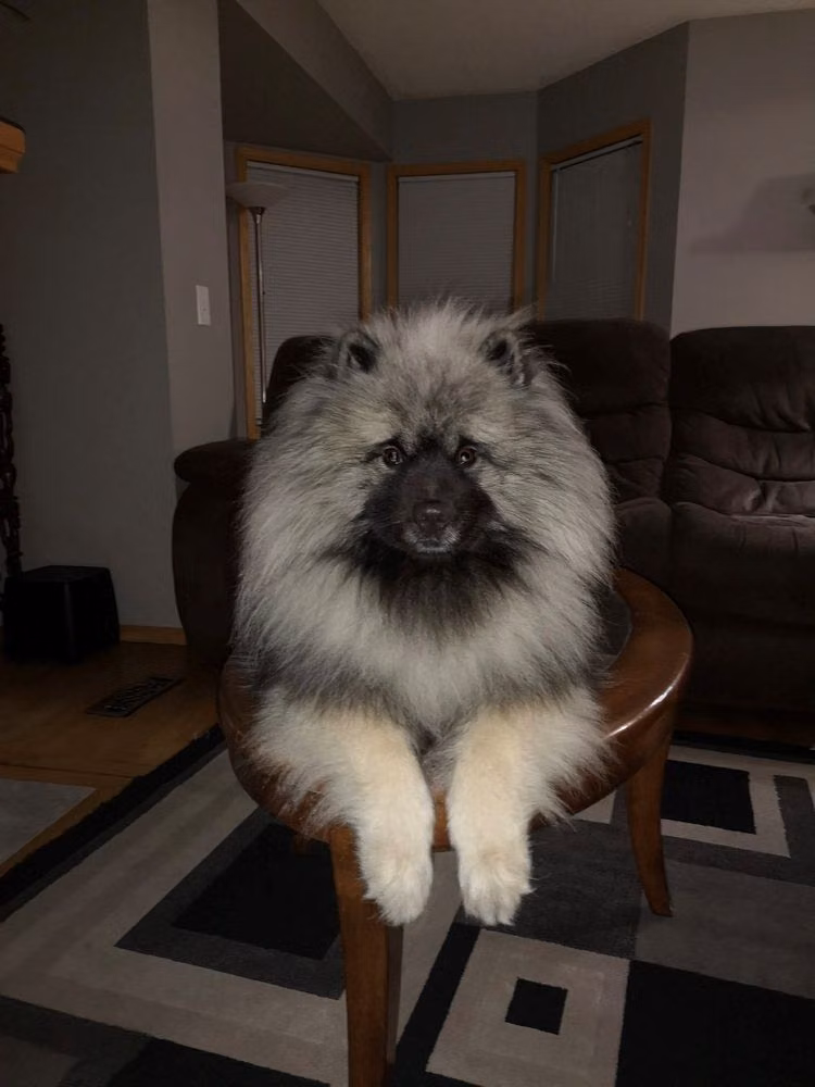 Swixkees County Sligo, a Male 荷兰毛狮犬 registered with United Pet Club