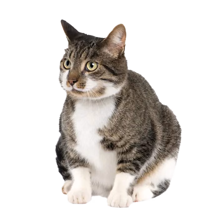 Aegean — a Medium, Friendly Cat breed