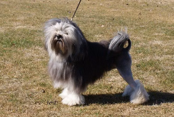 Simbaline Isidor, a Male Löwchen registered with United Pet Club