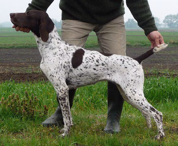 Izzy Z Czarnego Dworu, a Femelă Pointer German cu Păr Scurt registered with United Pet Club
