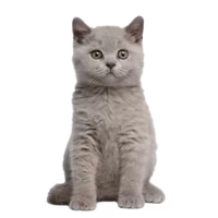 British Shorthair — a Medium, Calm Cat breed