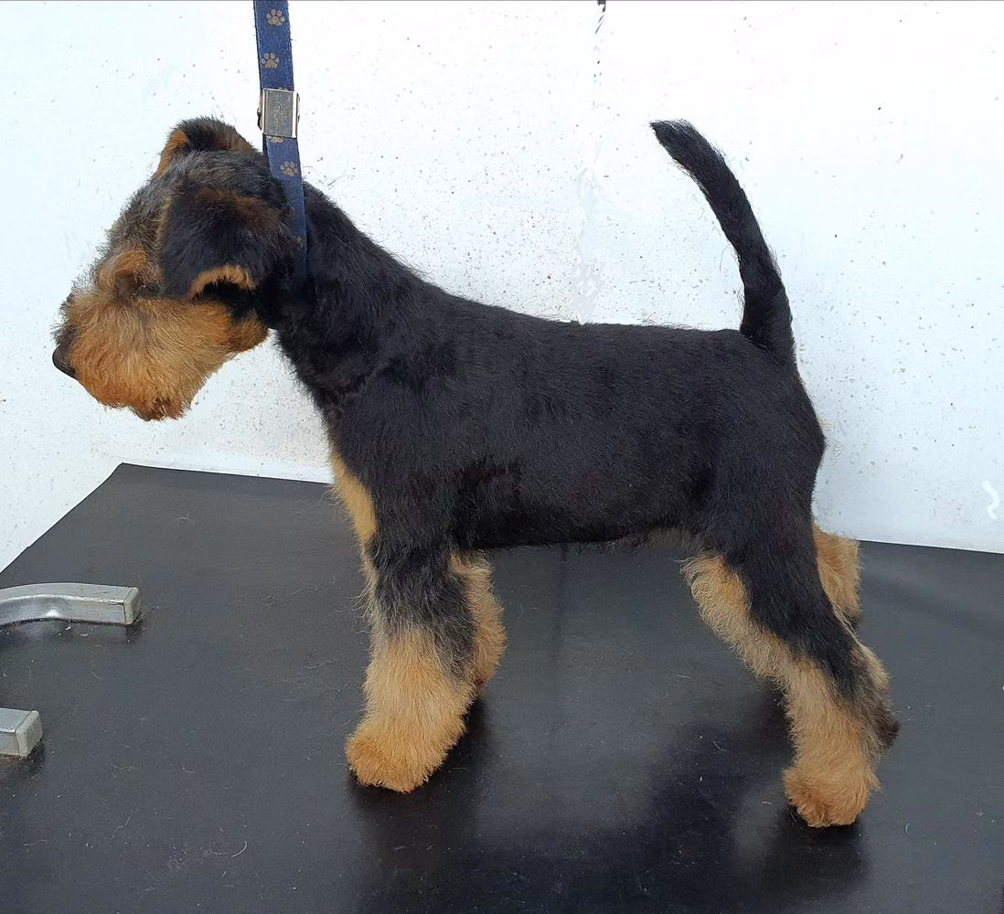 Extrem od Guvernéra, a Male Terier walijski registered with United Pet Club