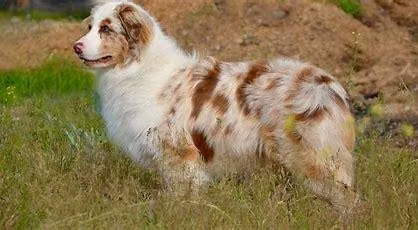 Rikashays Painted Illusion, a Männlich Australian Shepherd registered with United Pet Club