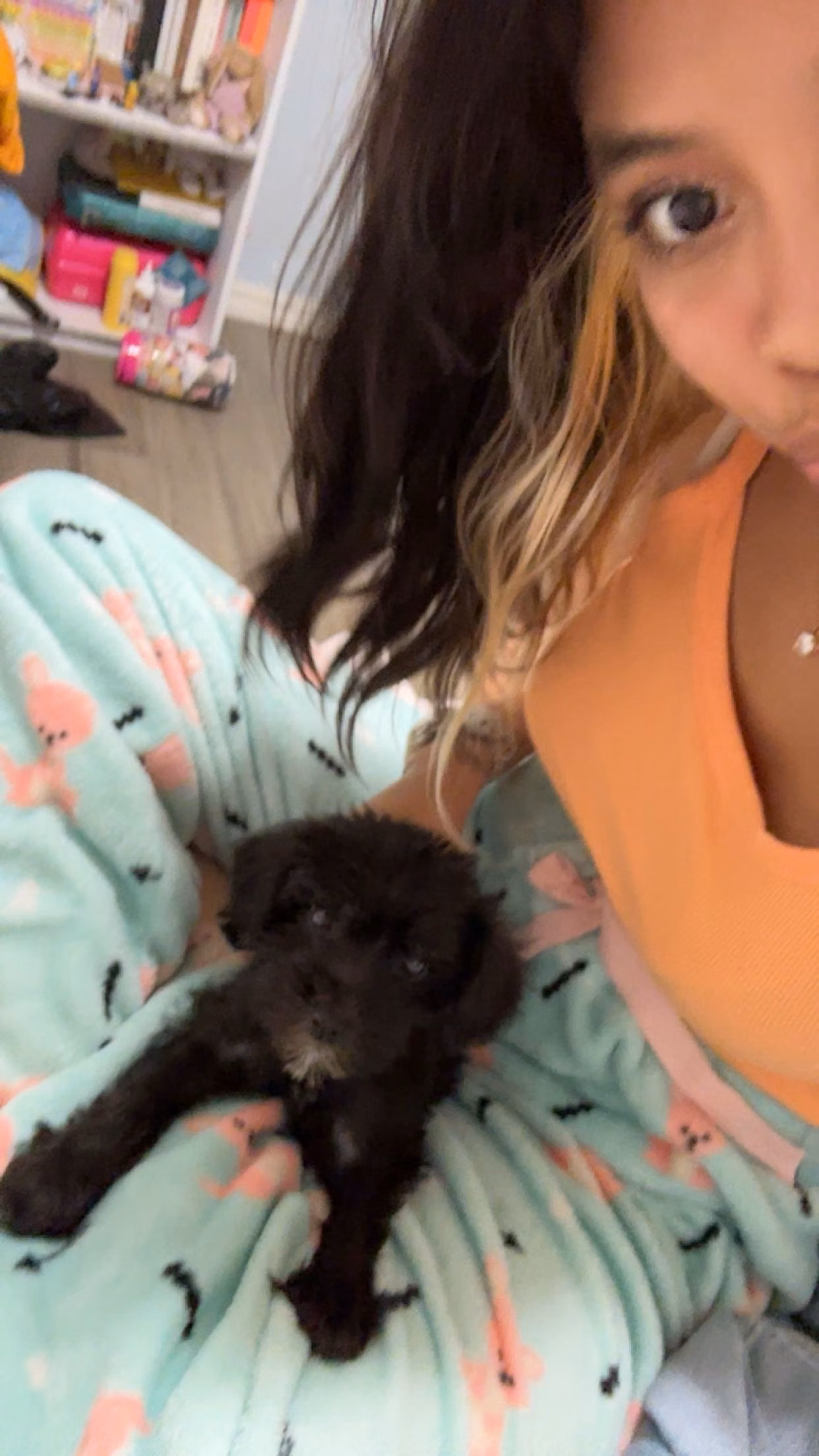 Yuki, a Female Yorkshireterrier registered with United Pet Club