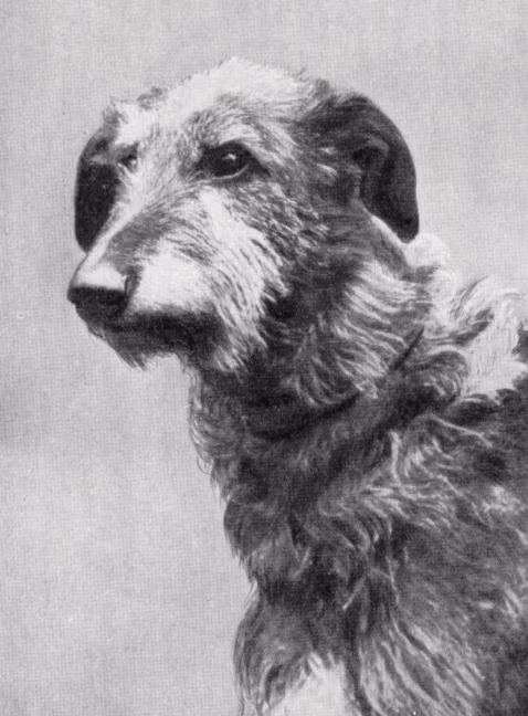 Idric of Ross, a Male Scottish Deerhound registered with United Pet Club