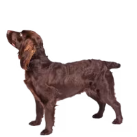 Boykin spaniel — rasa Pies: Średni i Przyjazny