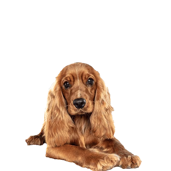 Cocker spaniel angielski — rasa Pies: Średni i Przyjazny