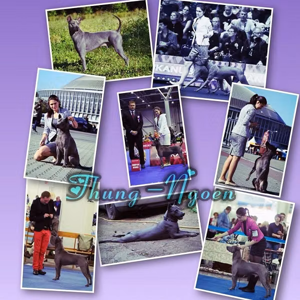 Siam grand thung-Ngoen by d-D-P, a Samiec Thai ridgeback registered with United Pet Club