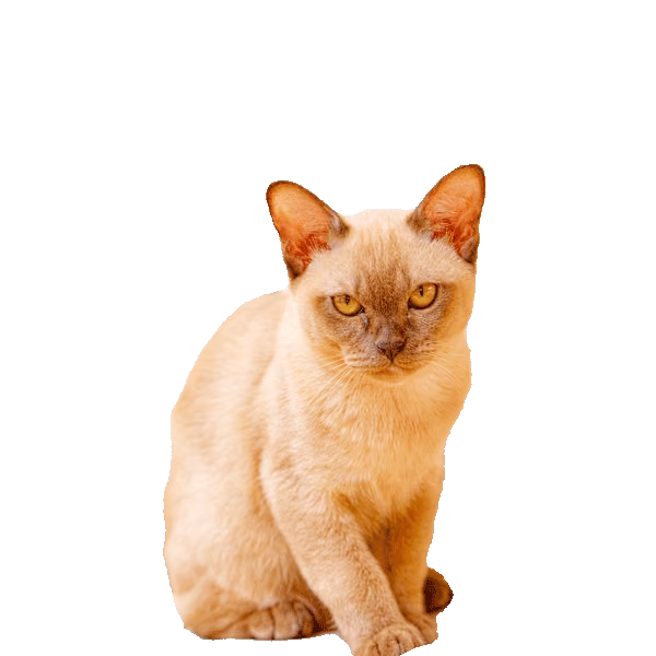 Burmese — a Medium, Affectionate Cat breed