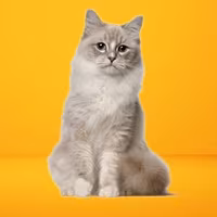 Ragdoll — a Large, Gentle Cat breed