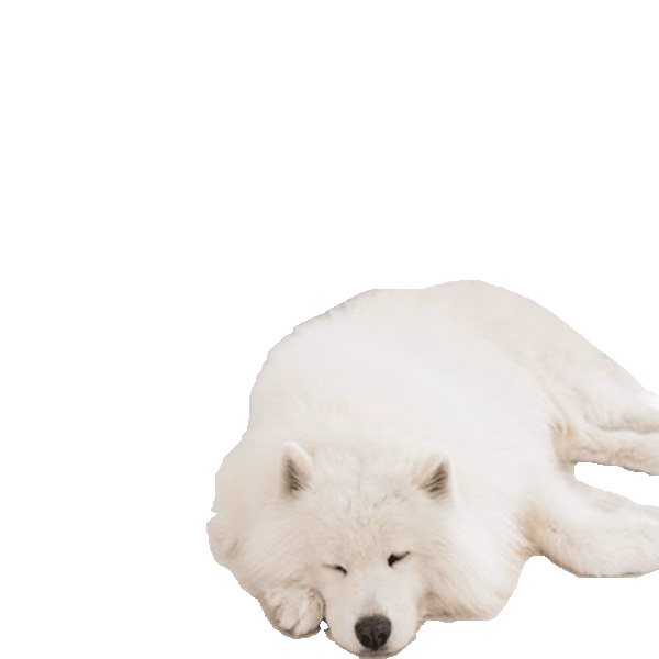 Samojed — rasa Pies: Średni i Przyjazny
