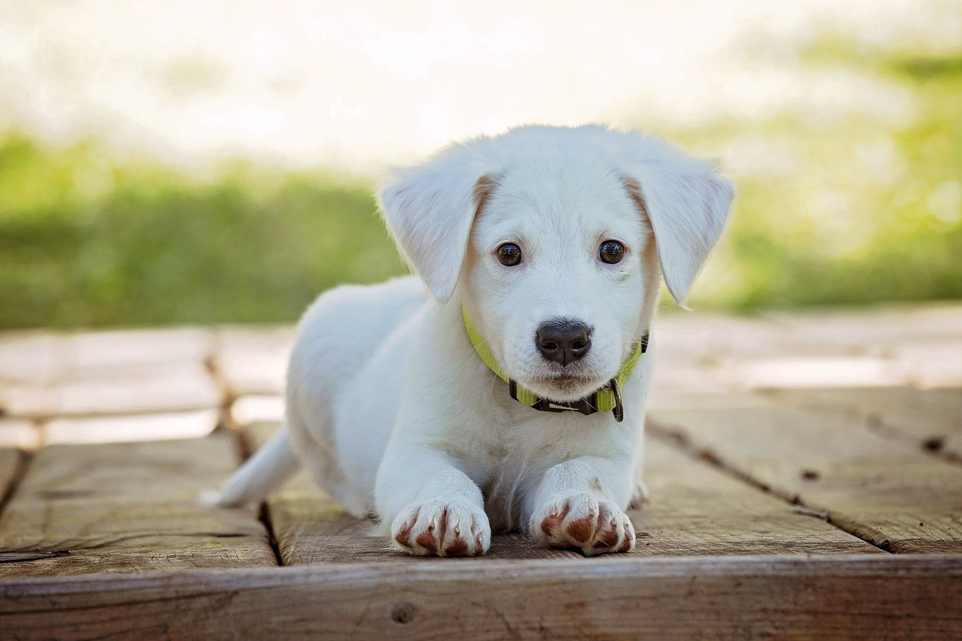 White puppy sitting attentively during an early training session