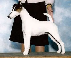 High Mtn Everso Fine, a Самка Гладкошёрстный фокстерьер registered with United Pet Club
