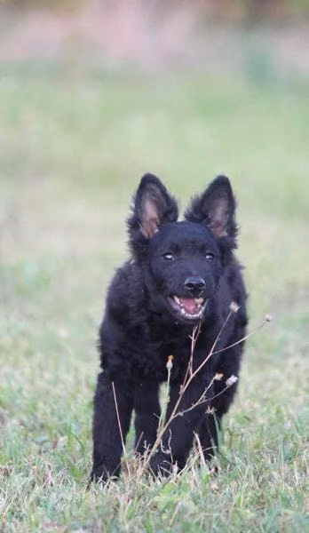 Pörgelóci Éger, a أنثى مودي registered with United Pet Club