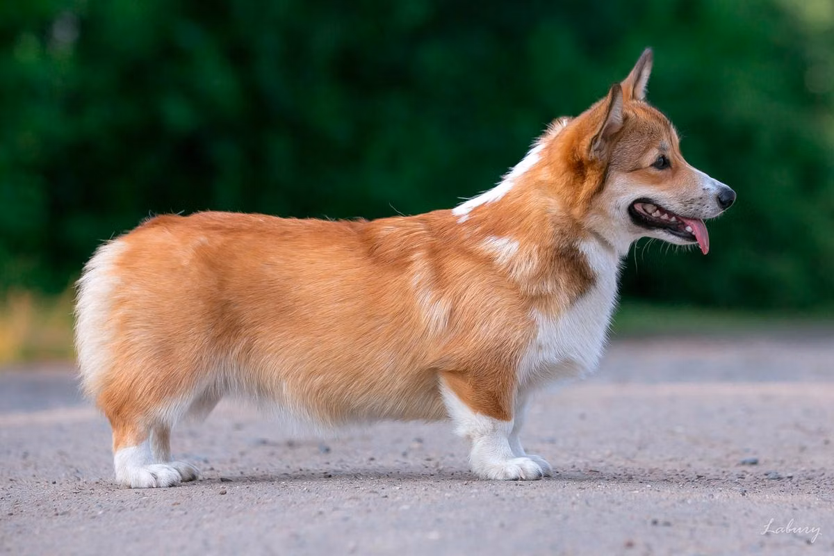 Frei Wind Roxy — Welsh Corgi Pembroke Frei Wind Roxy, a Female Welsh Corgi Pembroke registered with United Pet Club