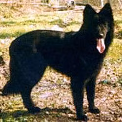 Ebène de Vulcain, a Hembra Pastor Belga registered with United Pet Club