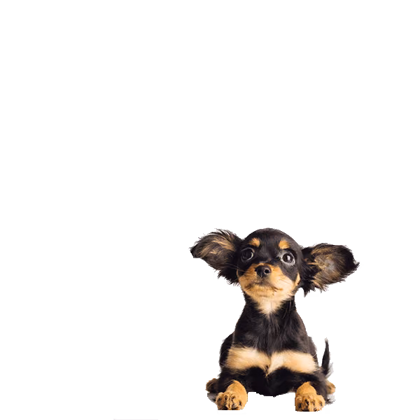Toy fox terrier — rasa Pies: Toy i Żywiołowy