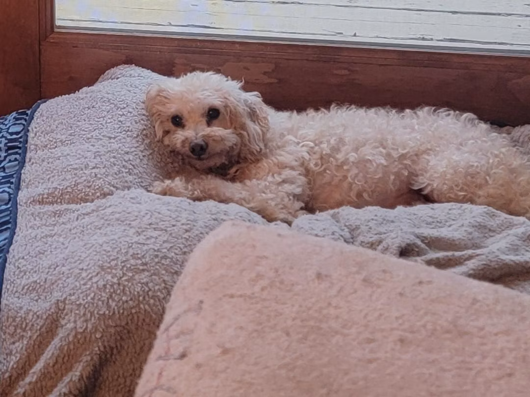 Sharla, a Female Poodle (Toy) registered with United Pet Club