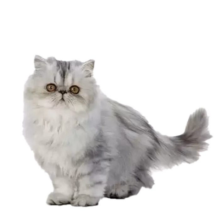Persian (modern) — a Medium, Calm Cat breed