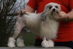 Bigglesmere's Reginald Twee at Danack, a Male Chó Löwchen registered with United Pet Club