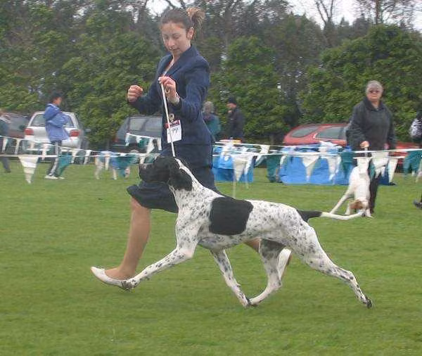 Chesterhope stolen property, a Hunn Pointer registered with United Pet Club