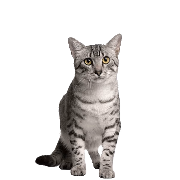 Kanaani — a Medium, Active Cat breed