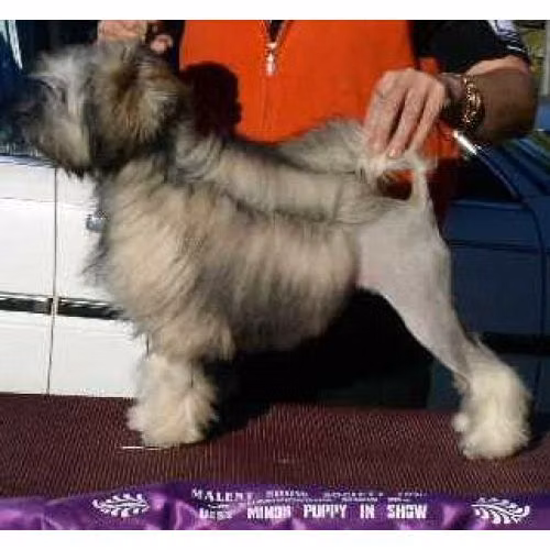 Paceaway Arrax, a Hembra Löwchen registered with United Pet Club