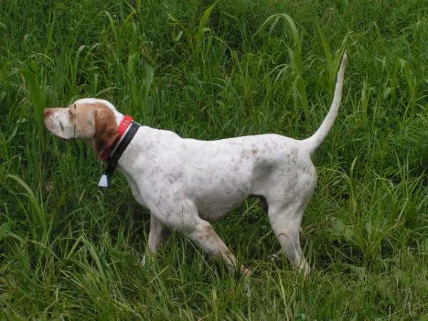 CatskillFasan Kramer, a Männlich Pointer registered with United Pet Club