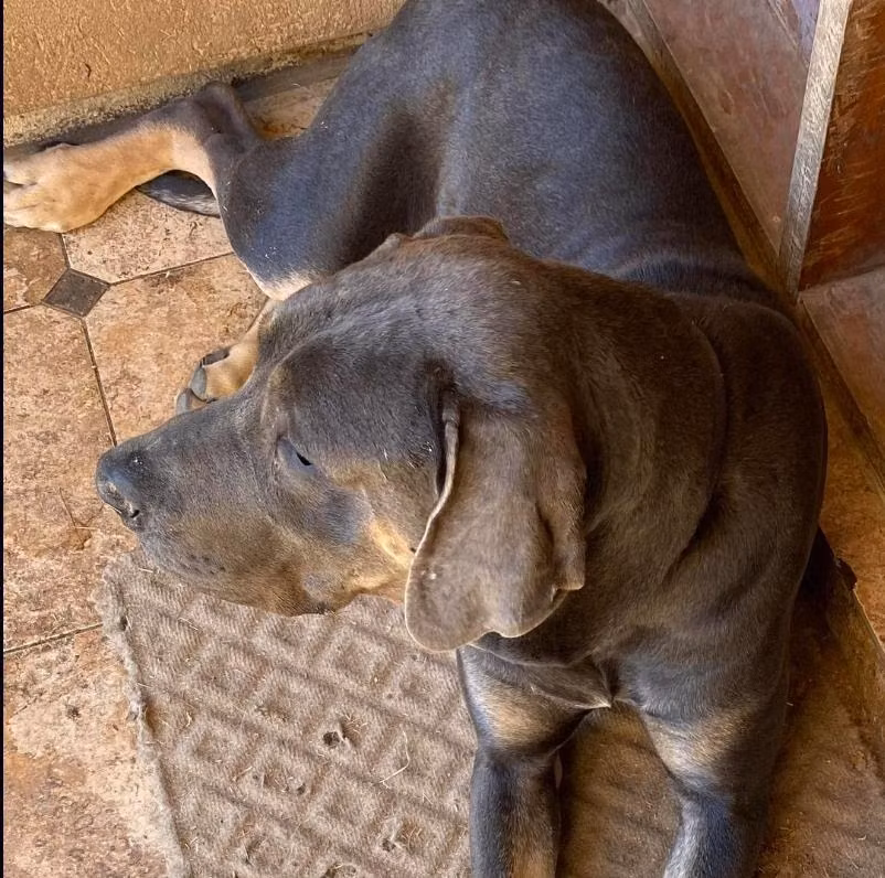 Anson Bleu Berrin, a Male الدانماركي العظيم registered with United Pet Club