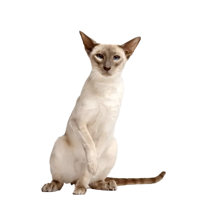 Siamese (modern) — a Medium, Vocal Cat breed