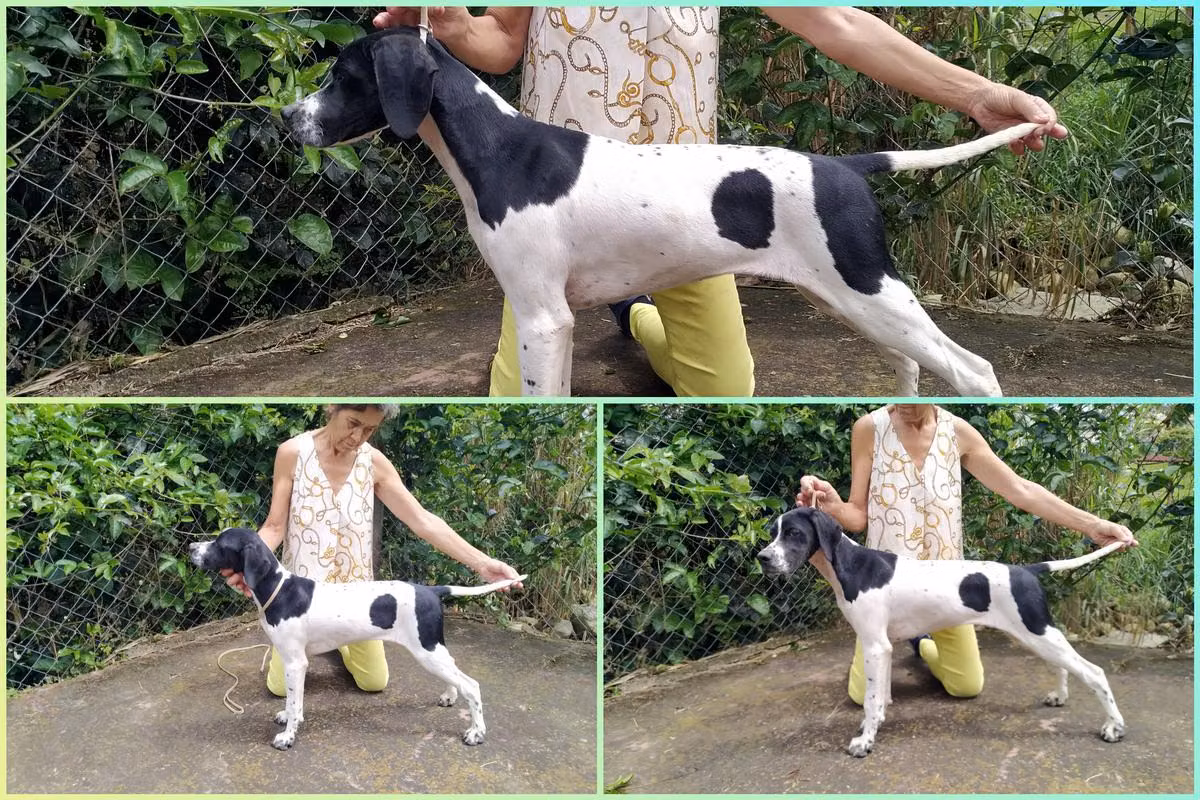 Monilu's Zafira de Borquiz House, a Female Pointer registered with United Pet Club