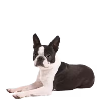 Boston terrier — rasa Pies: Mały i Przyjazny