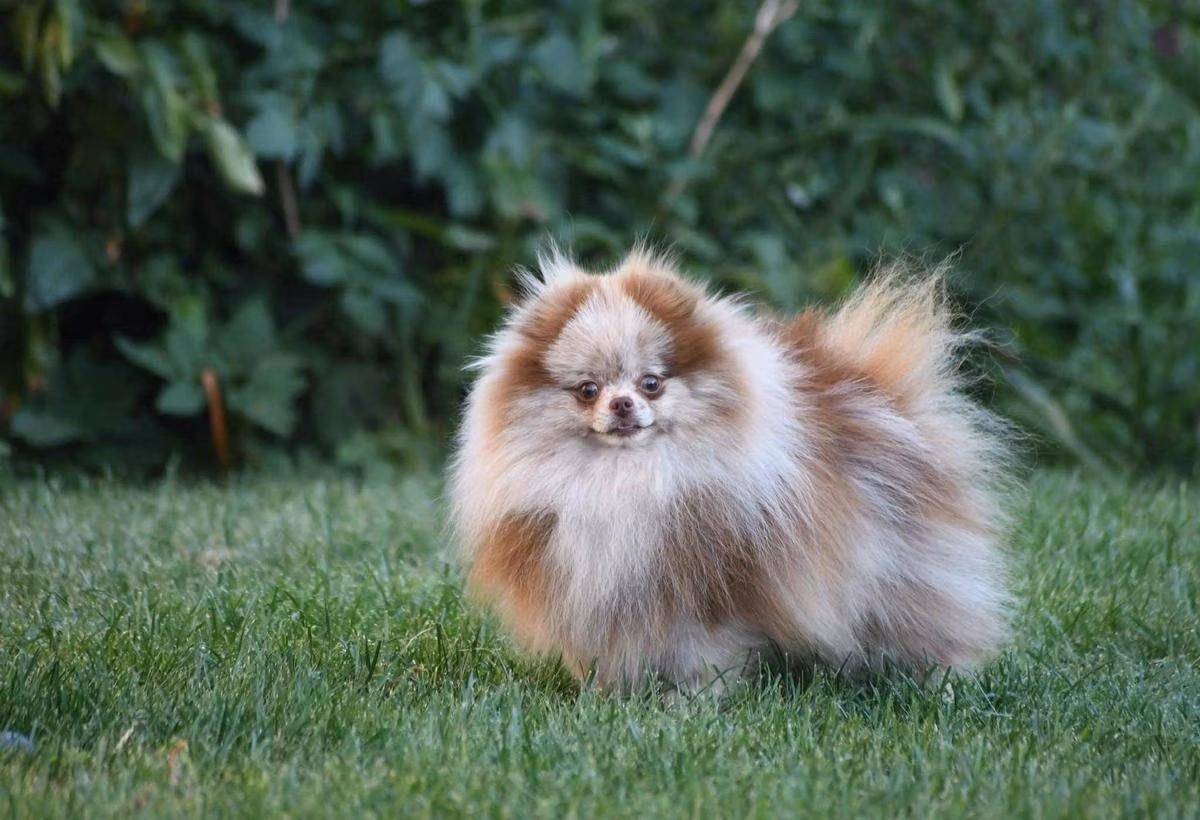 Owlet Tricksy Baby, a Male German Spitz registered with United Pet Club