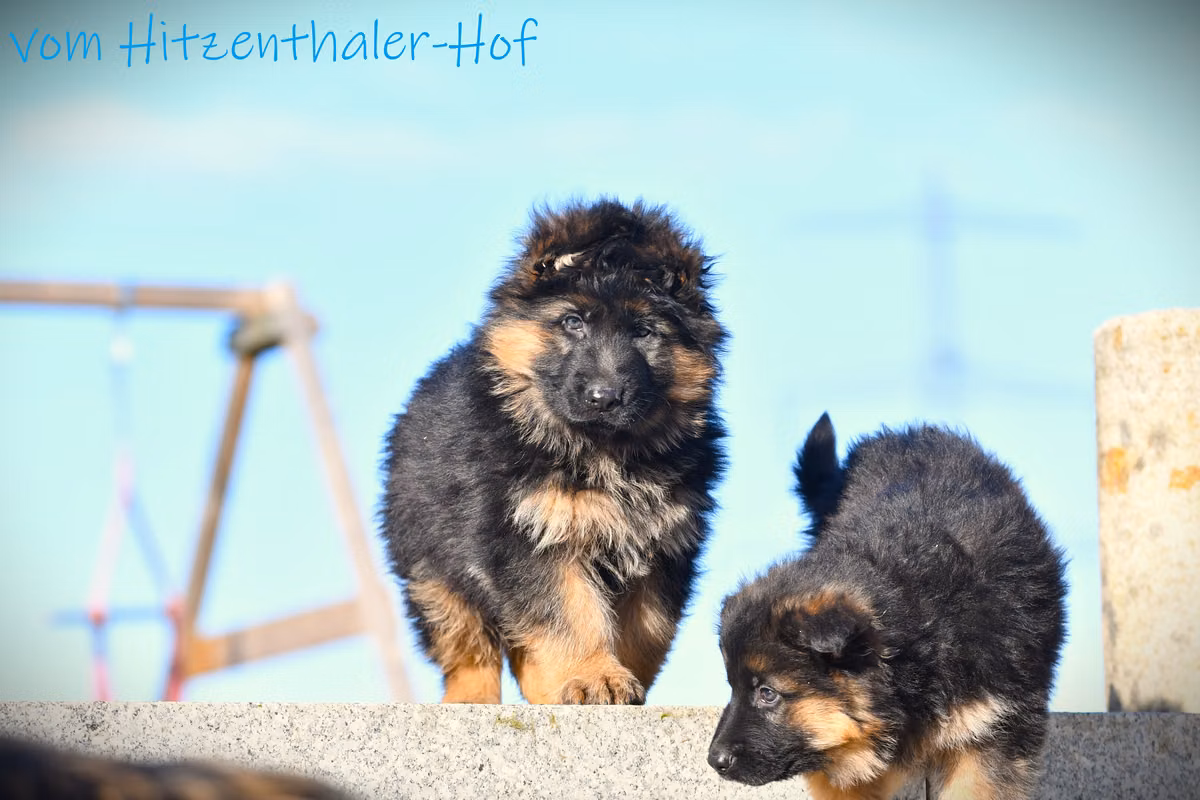 Kimo vom Hitzenthaler-Hof, a Самец Немецкая овчарка registered with United Pet Club